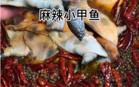 河南正宗麻辣甲魚(yú)技術(shù)培訓(xùn)