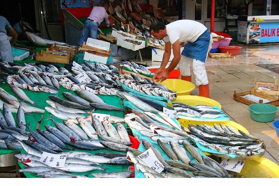 各地魚市良好，流通商暫時(shí)不缺魚！